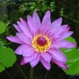 water lily