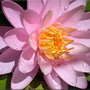 Waterlily, Unknown pink (Nymphaea odorata (Water lily))