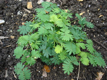 Sensitive Plant (Mimosa pudica)
