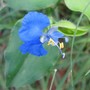 blue weed