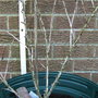 goose berry (Ribes uva-crispa (Gooseberry))