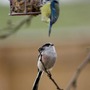 Longtailedtit-2