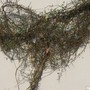 The_fairy_tree3