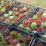 A garden flower photo (Sempervivum, Javibarba)
