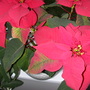 poinsetta
