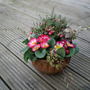 Some of the primulas I bought.