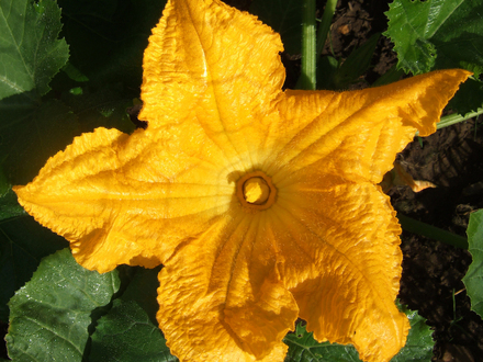 Courgette Flower