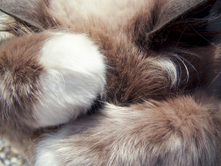 All Fur and Paws
