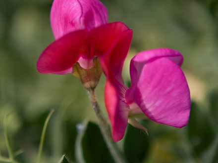 Sweet Pea