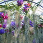 Aloes_in_pow+orchids_012
