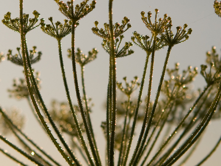 Fennel
