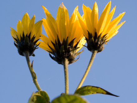 Jerusalem Artichoke in flower