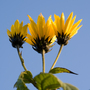 Jerusalem Artichoke in flower