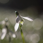 Galanthus elwesii