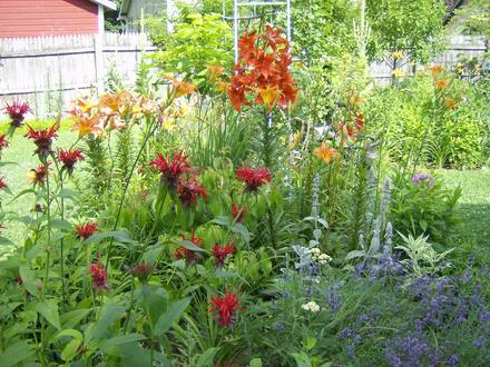 Lily Garden