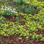 Winter Aconites and Snowdrops (Aconites and Snowdrops)