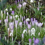 Early Spring Crocus and Snowdrop (Crocus)