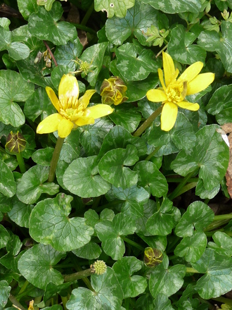Celandine (Celandine)