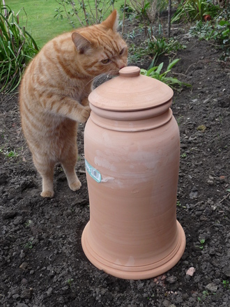 Teddy checking out the Rhubarb forcing pot! (Rhubarb)