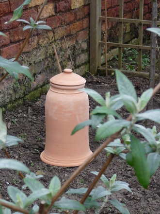 Rhubarb forcing pot