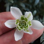 GALANTHUS 2