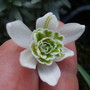 GALANTHUS 3