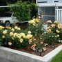 One of my rose beds. 