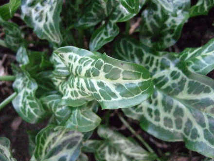 It really has grown since last year! (Arum italicum (Lords and ladies))