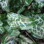 It really has grown since last year! (Arum italicum (Lords and ladies))