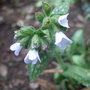 Pulmonaria__opal_