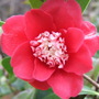 Camellia japonica - Bokuhan
