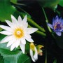 water lilies