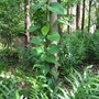 philodendron