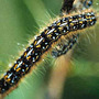 For Toto ~ Northern (or Western) Tent Caterpiller