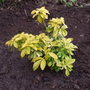 Choisya_ternata__sundance_