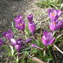Crocuses