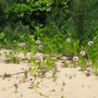Ipomoea pes-caprae