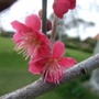 Prunus mume 'Beni-chidori' (Prunus mume)