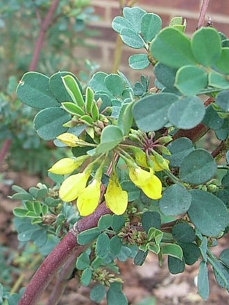 Coronilla valentina subsp glauca var 'Citrina' (Coronilla valentina)