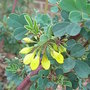 Coronilla valentina subsp glauca var 'Citrina' (Coronilla valentina)