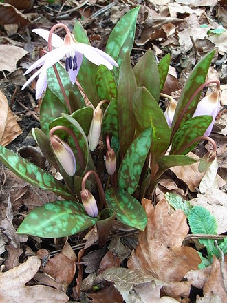 Erythronium dens-canis (Erythronium dens-canis (Dog Tooth Violet))