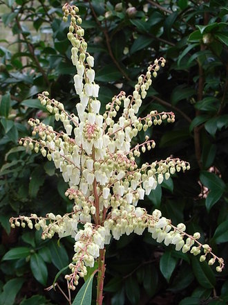 Pieris 'Firecrest' (Pieris 'Firecrest')