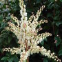 Pieris__firecrest_