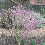 Daphne mezereum - 2009 (Daphne mezereum)