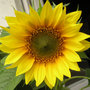 Sunflower-p7301473