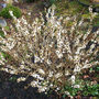 Daphne mezereum alba 5/3/2009 (Daphne mezereum alba)