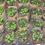 Echinacea seedlings