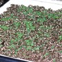 Perennial Monarda seedlings.