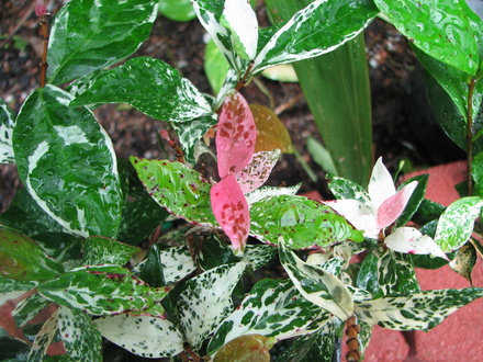 Star jasmine (tricolour) (Trachelospermum jasminoides variegatum (tricolour))