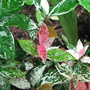Trachelospermum_jasminoides_variegatum_-_variegated_jasmine